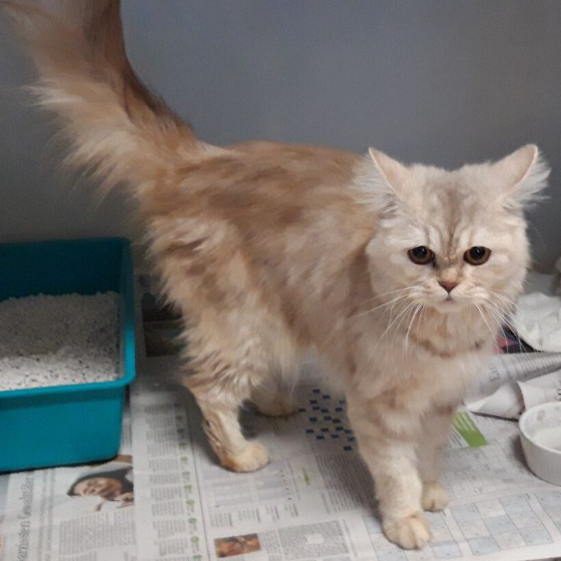 Katze in Gifhorn gefunden