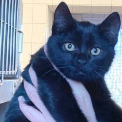 Katze in Gifhorn gefunden