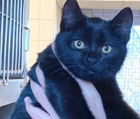 Katze in Gifhorn gefunden