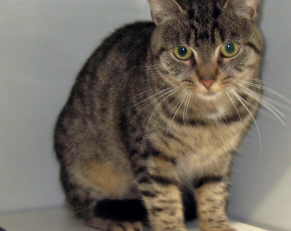 Gracy, 1,5 Jahre Gracy, 1,5 Jahre