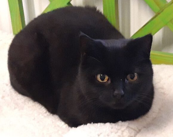 Kuki, 5 Jahre Kuki, 5 Jahre