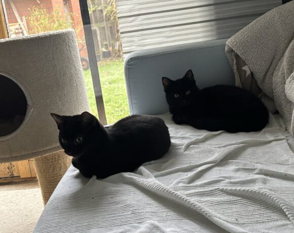 Ebony, Nappo, Salino & Inky Ebony, Nappo, Salino & Inky