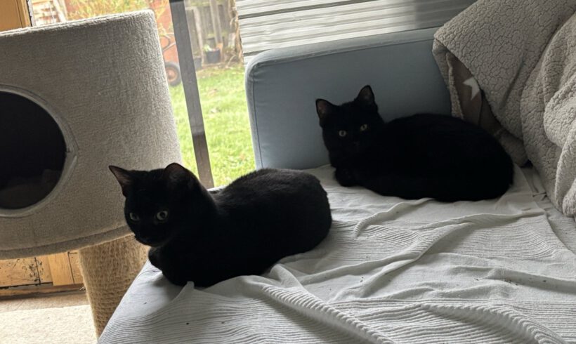 Nappo, Salino & Inky