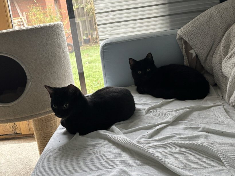 Ebony, Nappo, Salino & Inky