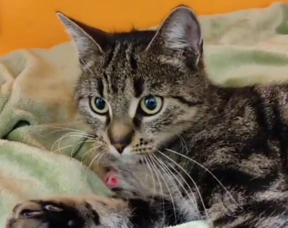 Nele, 1,5-2 Jahre Nele, 1,5-2 Jahre