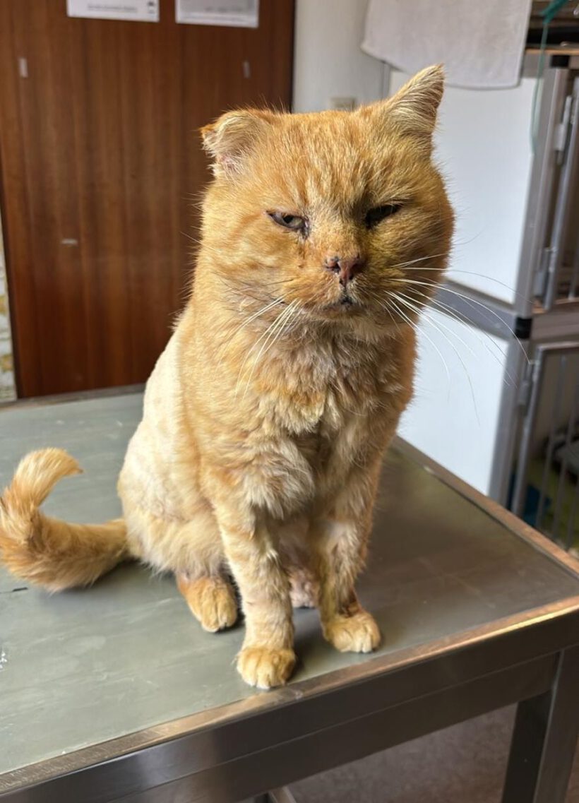 O’Malley, Ü10 Jahre