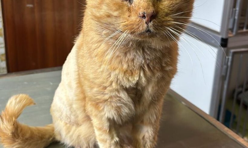 O’Malley, Ü10 Jahre