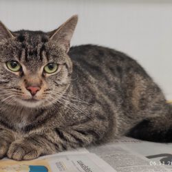 Katze in Gifhorn gefunden