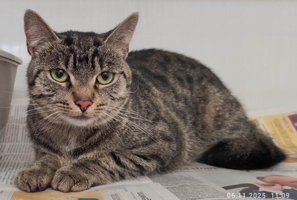 Katze in Gifhorn gefunden Katze in Gifhorn gefunden