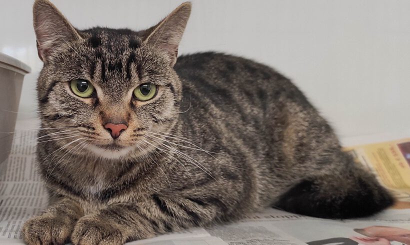 Katze in Gifhorn gefunden