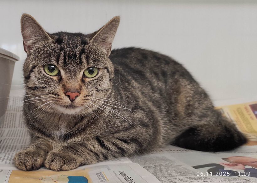 Katze in Gifhorn gefunden Katze in Gifhorn gefunden