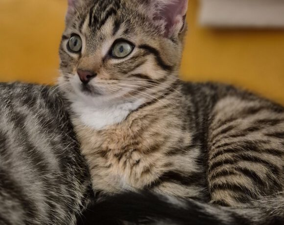 Möppi, Spucki & Die Hübsche Möppi, Spucki & Die Hübsche