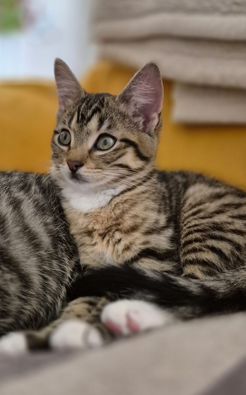 Möppi, Spucki & Die Hübsche Möppi, Spucki & Die Hübsche