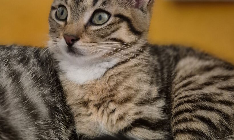 Möppi, Spucki & Die Hübsche