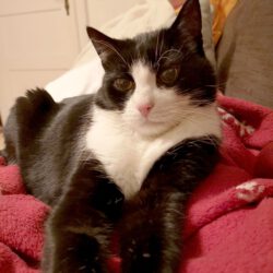 Felix in Grußendorf vermisst