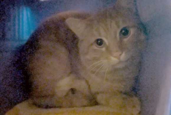 Kater in GIfhorn gefunden