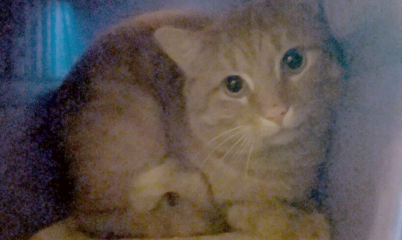 Kater in GIfhorn gefunden