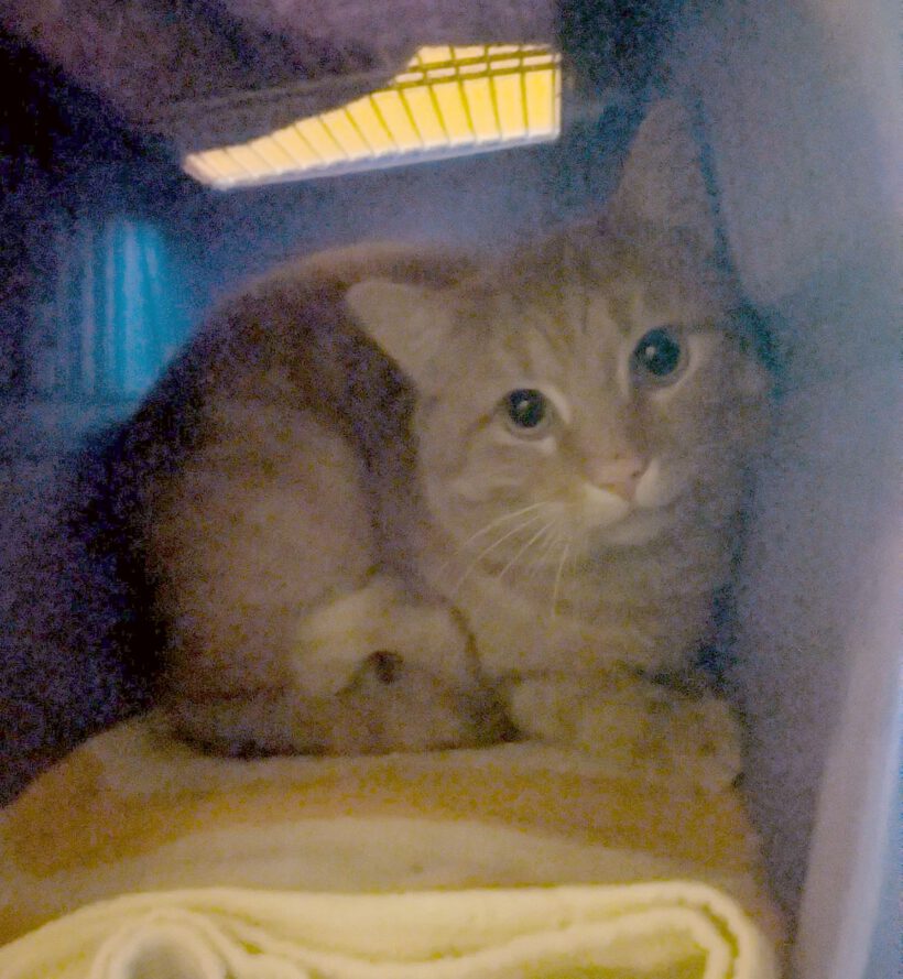 Kater in GIfhorn gefunden