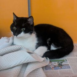 Kater in GIfhorn gefunden