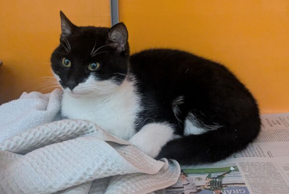 Kater in GIfhorn gefunden