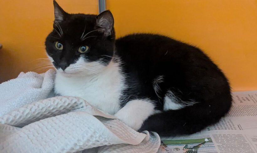 Kater in GIfhorn gefunden