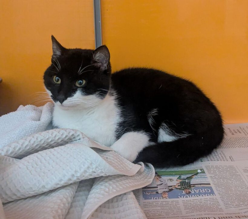 Kater in GIfhorn gefunden