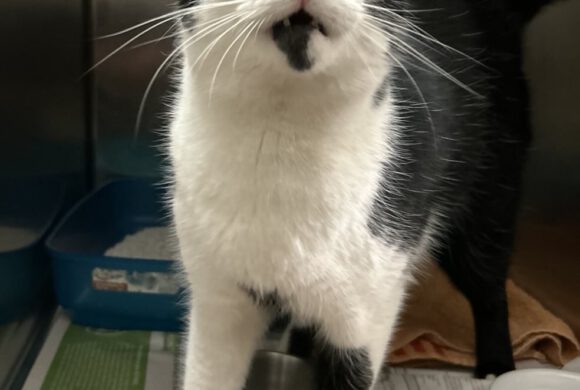 Kater in Wesendorf gefunden