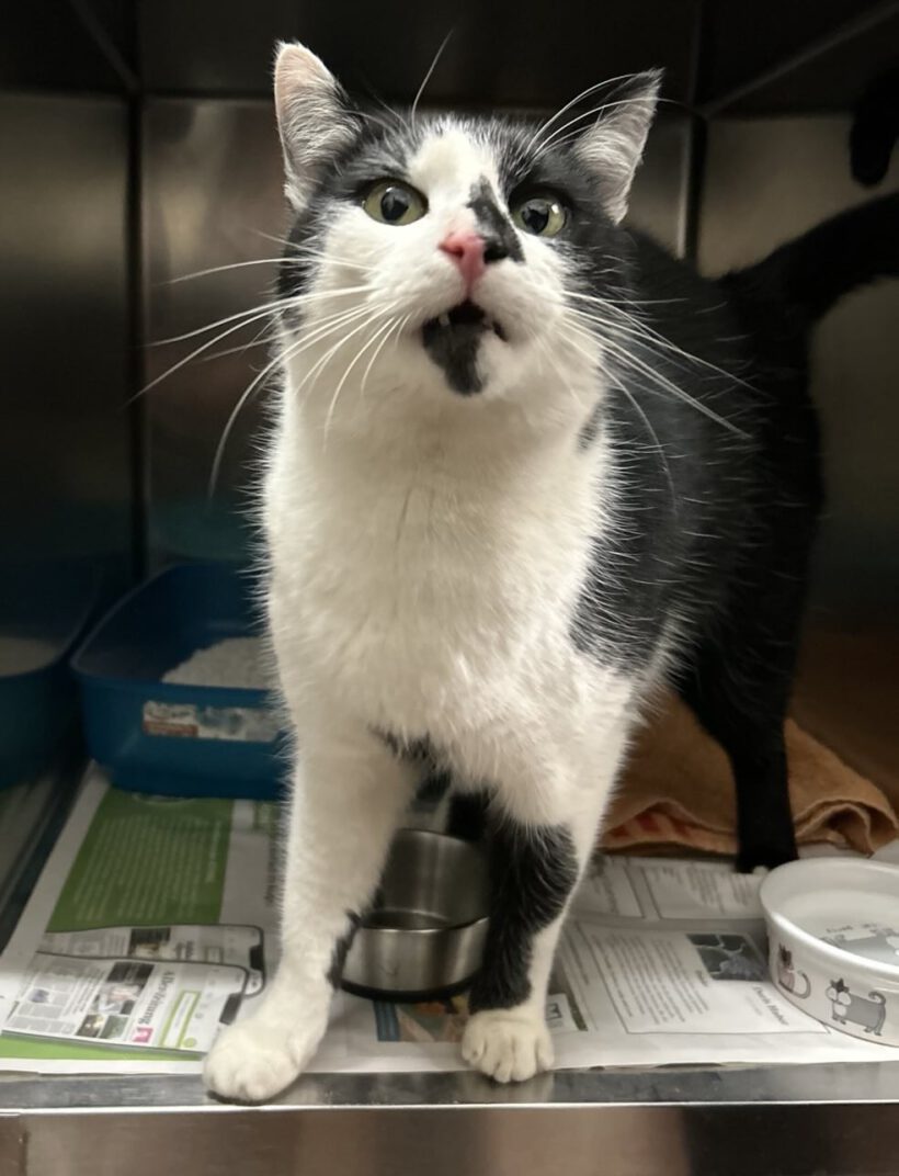 Kater in Wesendorf gefunden