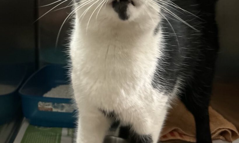 Kater in Wesendorf gefunden