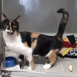 Katze in Gifhorn gefunden