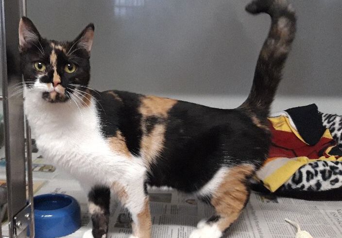 Katze in Gifhorn gefunden