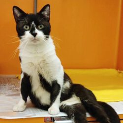 Paulchen, ca. 4 Jahre