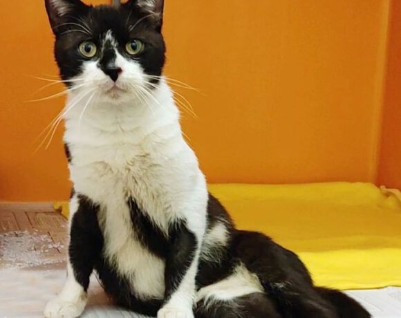 Paulchen, ca. 4 Jahre Paulchen, ca. 4 Jahre