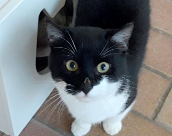 Micky, ca. 2 Jahre Micky, ca. 2 Jahre