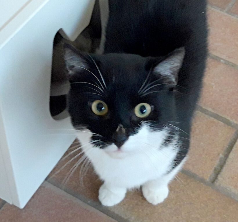 Micky, ca. 2 Jahre Micky, ca. 2 Jahre