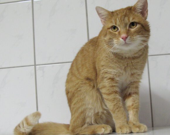 Möhrchen, ca. 5 Jahre Möhrchen, ca. 5 Jahre