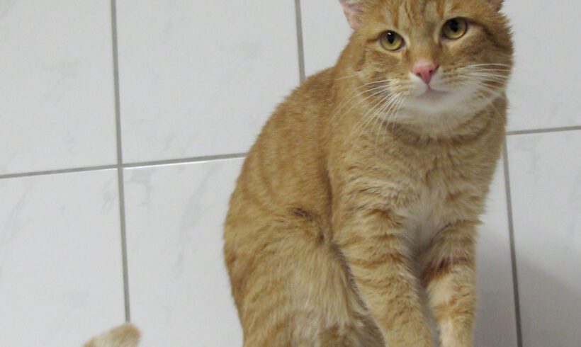 Möhrchen, ca. 5 Jahre