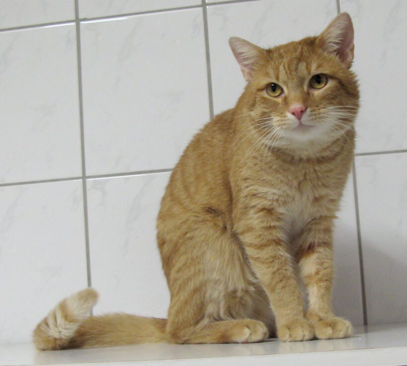 Möhrchen, ca. 5 Jahre Möhrchen, ca. 5 Jahre