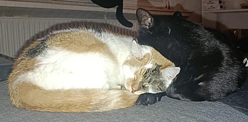 Cassiopeia & Kasper