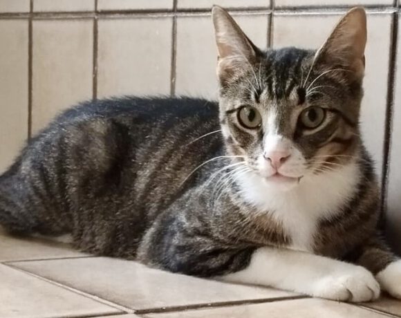 Chase, ca. 1,5 Jahre Chase, ca. 1,5 Jahre