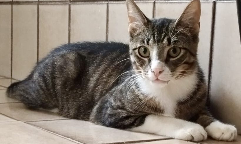 Chase, ca. 1,5 Jahre