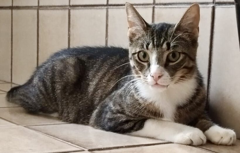 Chase, ca. 1,5 Jahre