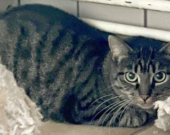 Chesney, ca. 1,5 Jahre Chesney, ca. 1,5 Jahre