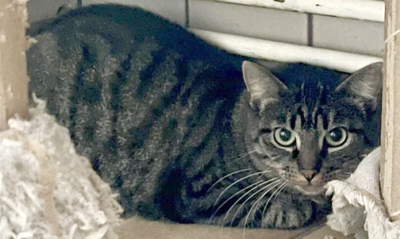 Chesney, ca. 1,5 Jahre