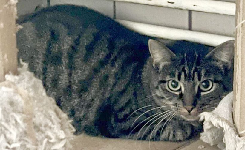 Chesney, ca. 1,5 Jahre