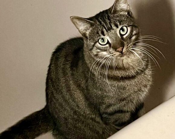 Chiron, ca. 1,5 Jahre Chiron, ca. 1,5 Jahre