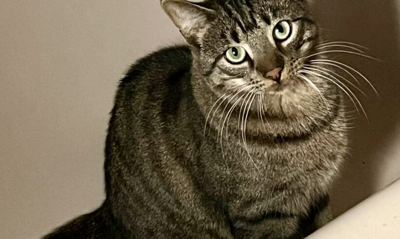 Chiron, ca. 1,5 Jahre