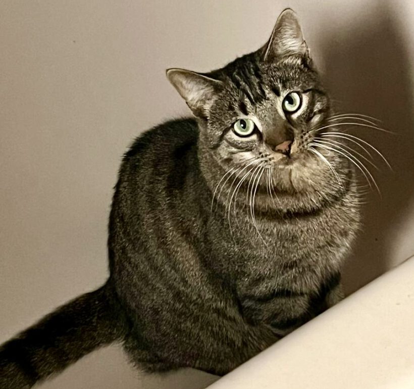 Chiron, ca. 1,5 Jahre