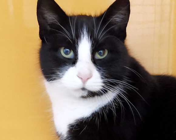 Clemens, ca. 7 Jahre Clemens, ca. 7 Jahre