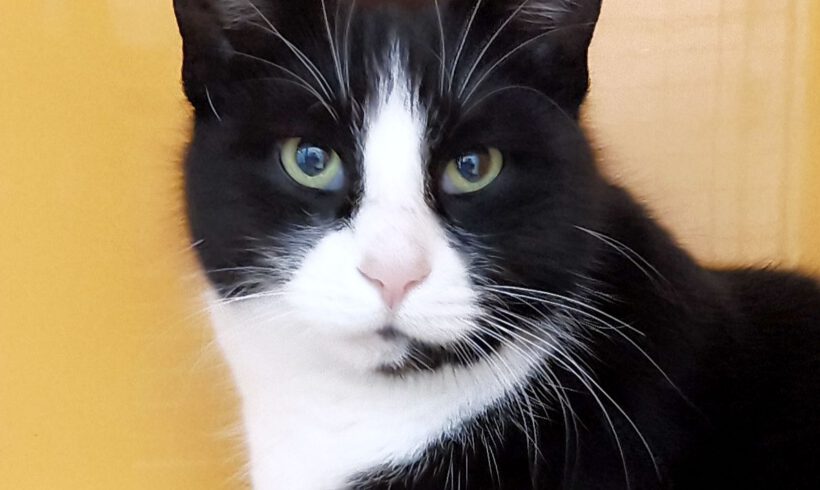 Clemens, ca. 7 Jahre